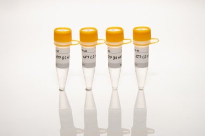 dNTP set (dGTP, dATP, dTTP, dCTP, 10 mM)