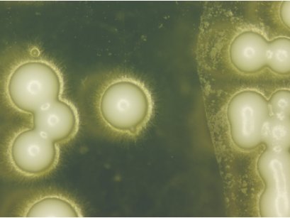 Presto&trade; Mini RNA Yeast Advanced Kit