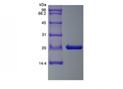 CNTF, Murine, 100 ug