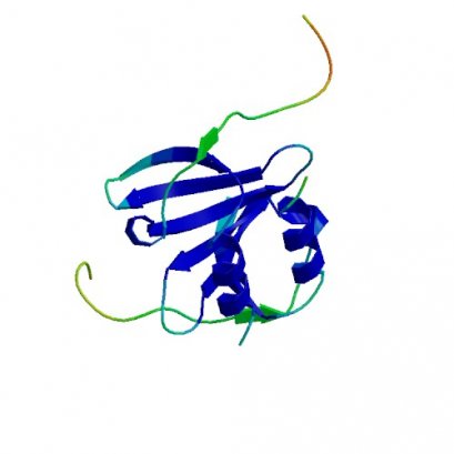 CXCL12-gamma, Human, 10 ug