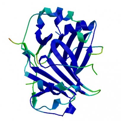 CXCL10, Rhesus macaque, 5 ug