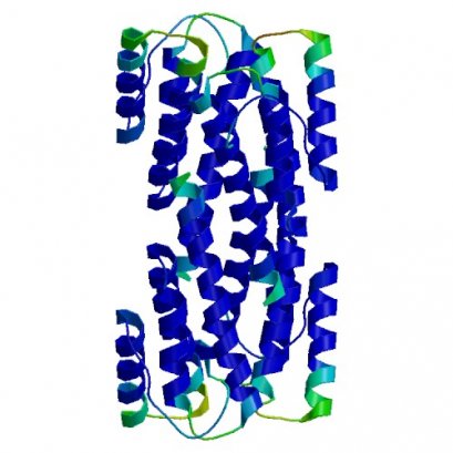 SAA1, Rhesus Macaque, 10 ug