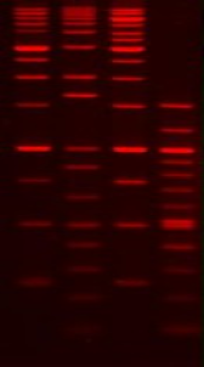 6X GelRed&trade; Prestain Loading Buffer with Blue Tracking Dyes