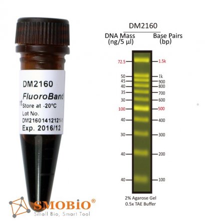 FluoroBand™ 100 bp Fluorescent DNA Ladder, 500 μl