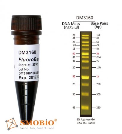 FluoroBand™ 1 KB (0.25-10 kb) Fluorescent DNA Ladder, 500 μl