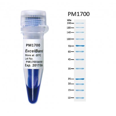 ExcelBand&trade; All Blue Broad Range Protein Marker (9-240 kDa), 250 &mu;l x 2