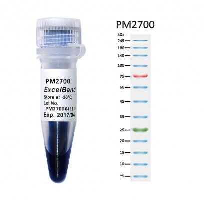 ExcelBand&trade; 3-color Broad Range Protein Marker (3.5-245 kDa), 250 &mu;l x 2