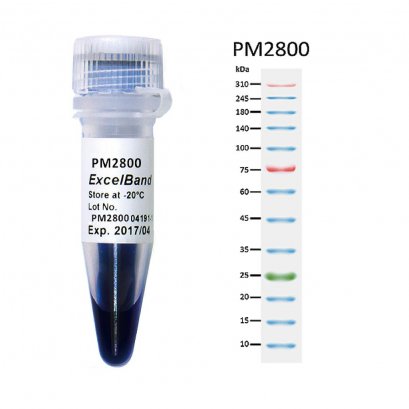 ExcelBand&trade; 3-color Extra Range Protein Marker (9-310 kDa), 250 &mu;l x 2