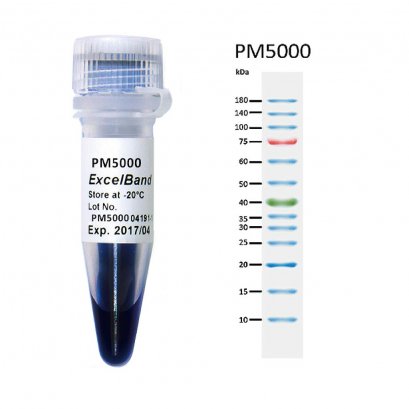ExcelBand&trade; 3-color Pre-stained Protein Ladder, Regular Range (9-180 kDa), 250 &mu;l x 2