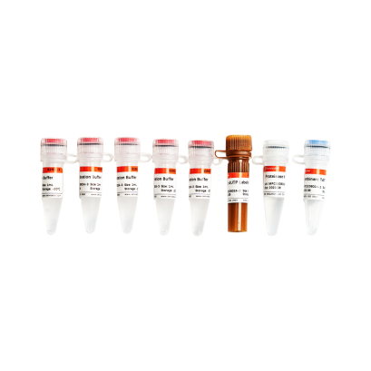 Fluorescein (FITC) Tunel Cell Apoptosis Detection Kit
