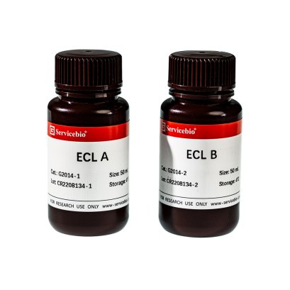 ECL Chemiluminescence Kit