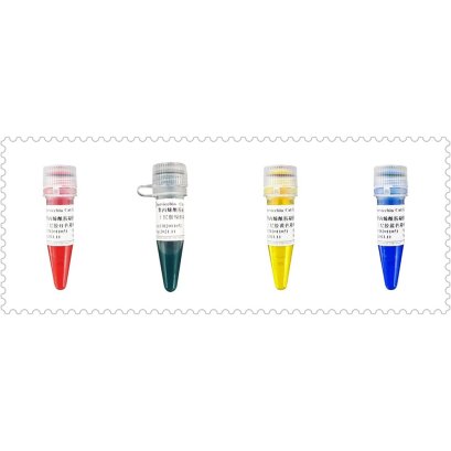 Polyacrylamide Gel (Page)