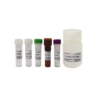 DNase Residue Detection Kit