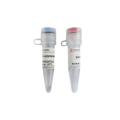 DNA Polymerase I (E.coli), 500 U