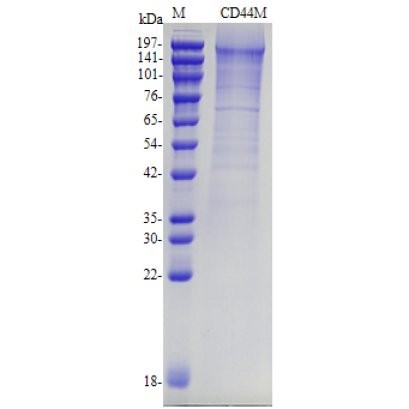 Recombinant Mouse CD44 Protein (His-tag)