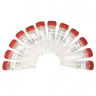 VAHTS RNA Adapters Set 1 / Set 2 for Illumina N804