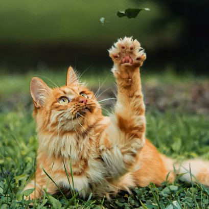 แมวอยู่บ้านตัวเดียวได้ไหม น้องจะว้าวุ่นหรือเปล่า?