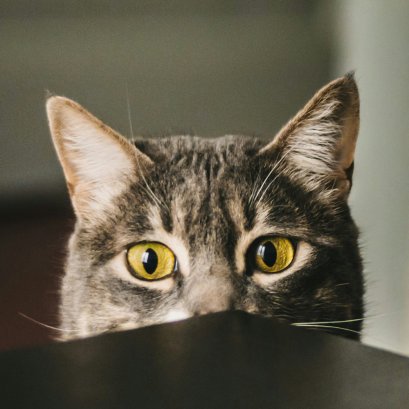 รวม 7 เรื่องน่ารู้ของแมวที่ไม่ลับ แต่คุณอาจจะยังไม่รู้