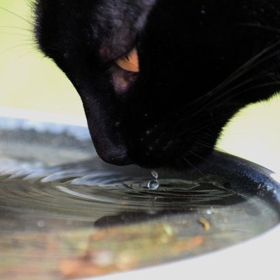 แมวเป็นนิ่วเกิดจากอะไร มีวิธีรักษาอย่างไรบ้าง?