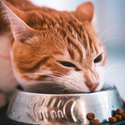 ขายอาหารแมวเกรดพรีเมียม อาหารแมวป่วย แมวทำหมัน