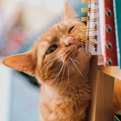 เชื้อราแมวเกิดจากอะไร และต้องดูแลรักษาอย่างไรบ้าง ?