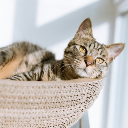 12 สัญญาณเตือน ควรพาแมวไปหาหมอด่วน!