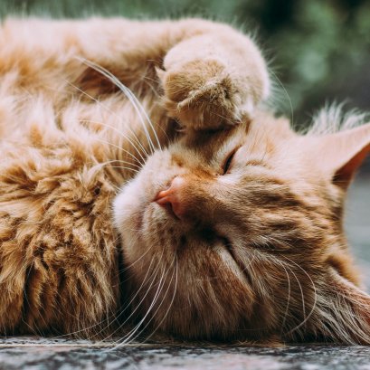 โรคของแมวที่พบบ่อยมีอะไรบ้าง แล้วมีอาการอย่างไร?