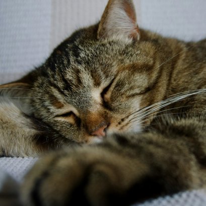 โรค FIP ในแมวคืออะไร เกิดจากอะไร และมีวิธีป้องกันอย่างไร ?