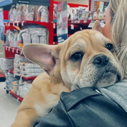 How to Choose the Best Quality Holistic Pet Food?