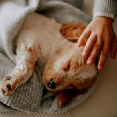 เปิดคู่มือดูแลน้องหมา รู้ทันโรคของสุนัขมีอะไรบ้าง ?