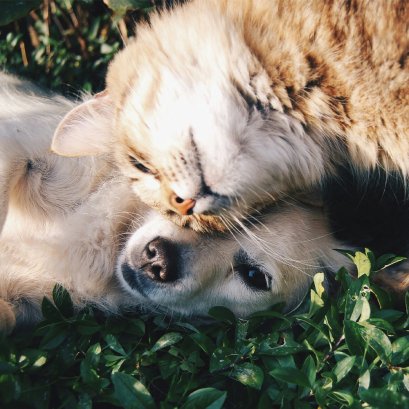 ทาสหมาทาสแมวทำอย่างไร? ให้เค้าอยู่ร่วมกันอย่างเป็นมิตร