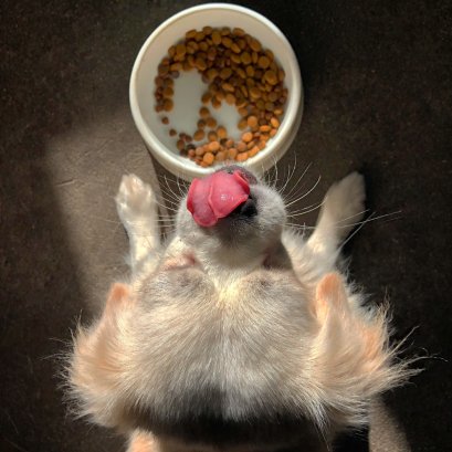 วิธีเลือกอาหารสุนัขฉบับย่อ มีเยอะแค่ไหนก็เลือกได้เป๊ะ