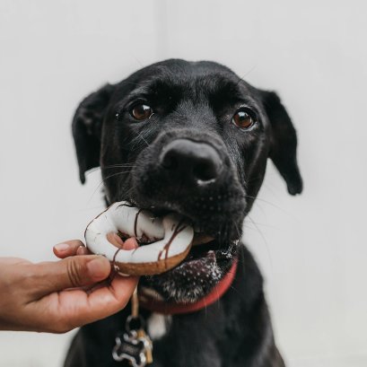 อาหารต้องห้าม ที่เหล่าทาสหมาควรรู้!!