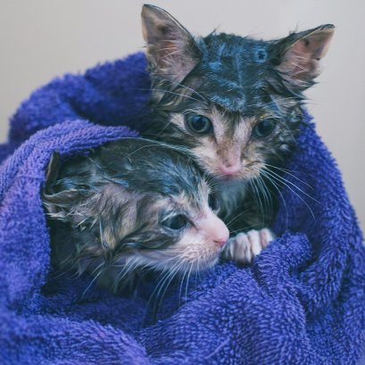 ดูแลสัตว์เลี้ยงแสนรักอย่างไร? ให้ปลอดภัยในช่วงน้ำท่วม