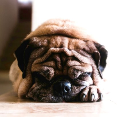 10 อาการสุนัขป่วยที่อาจเป็นสัญญาณเตือนโรคหัวใจ