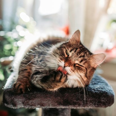 เลี้ยงแมวระบบปิดดียังไง? ทาสอุ่นใจ น้องแมวอายุยืน!