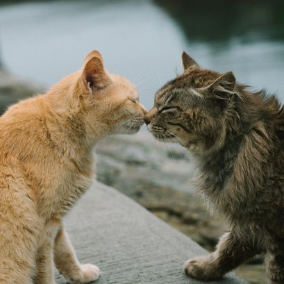 เลี้ยงแมวระบบปิด VS ระบบเปิด สรุปความต่างที่ทาสแมวต้องรู้