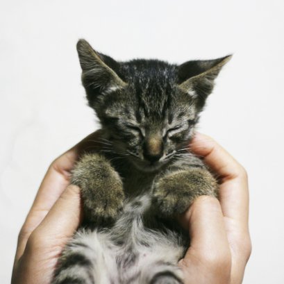 เปิดฮาวทู เตรียมตัวเลี้ยงแมวฉบับทาสเหมียวมือใหม่!