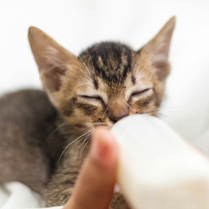 อาหารเสริม วิตามินสำหรับสัตว์เลี้ยง และนมผงทดแทน