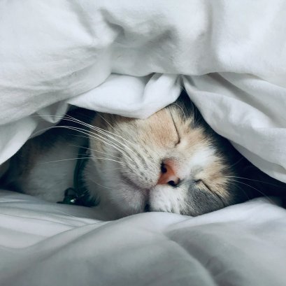 การเตรียมตัว ก่อน-หลังทำหมันแมว ต้องดูแลอะไรบ้าง?