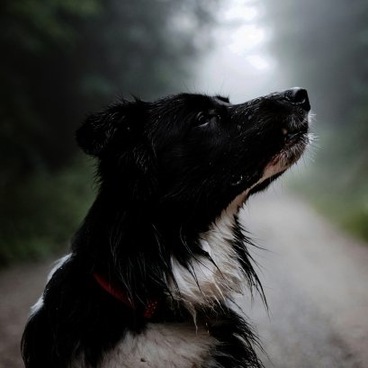 หน้าฝนรอบนี้ พี่ต้องไม่มีเห็บหมัด!!