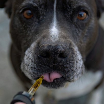 อาหารเสริม ตัวช่วยในการดูแลสุขภาพหมาและแมว