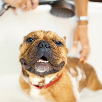 ต่อมเหม็นของสุนัขคืออะไร ดูแลอย่างไรให้ถูกวิธี?