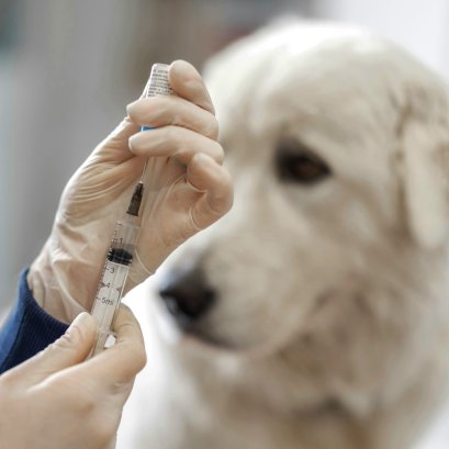 คู่มือฉีดวัคซีนลูกสุนัข เตรียมความพร้อมให้เจ้าของมือใหม่