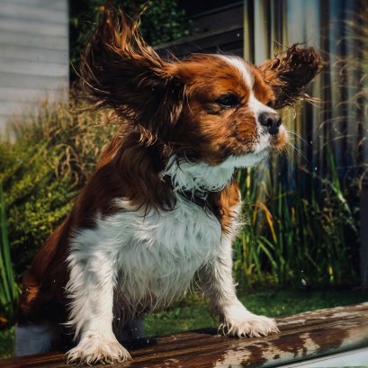 ดูแลเจ้าตูบอย่างไร ให้ห่างไกลจากเชื้อราในหน้าฝน!!