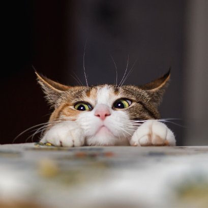 ความเชื่อเรื่องแมวจากทั่วโลก