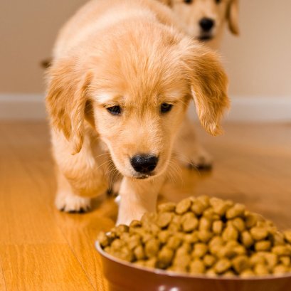 ดูแลอาหารสัตว์ในช่วงฝนตก