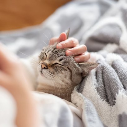 วิธีดูแลแมวสูงวัย