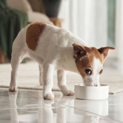 น้องหมาสูงวัยกินช้าลง