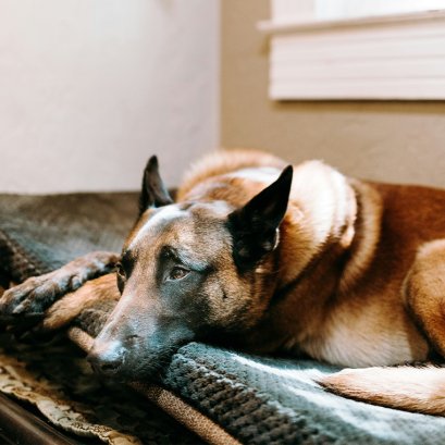 ทำไมพฤติกรรมของน้องหมาถึงเปลี่ยนไปเมื่อโตขึ้น